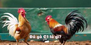 Thông tin chi tiết giới thiệu về thể loại đá gà c1
