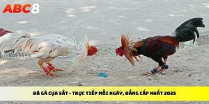 Đá gà cựa sắt